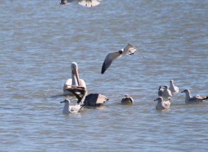 brown peli swamped 3