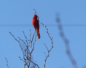 Cardinal