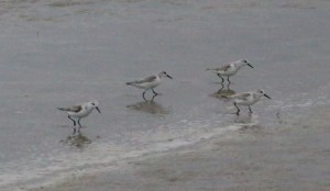 Sanderlings