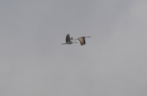 Sandhill Cranes flying