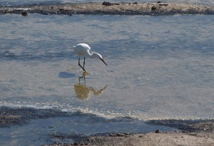 egret hunting