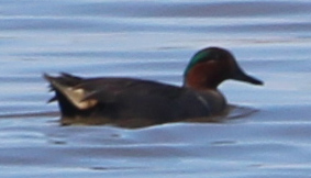 green winged teal