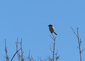 loggerhead shrike