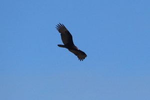turkey vulture